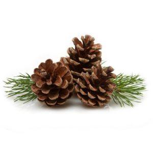 where to buy Pinecone for craft