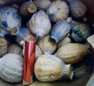 Papaver Somniferum Poppy Pods