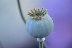 Dried Craft Pods USA