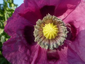 Poppy Flower