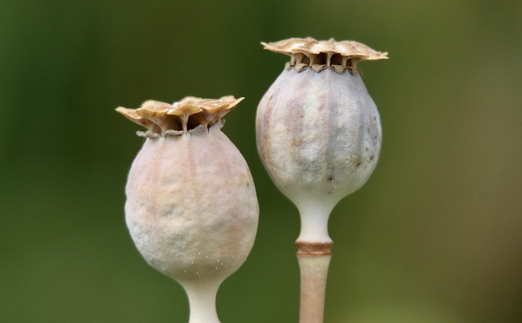 Buy Papaver Somniferum in Usa