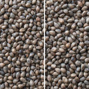 washed poppy seeds